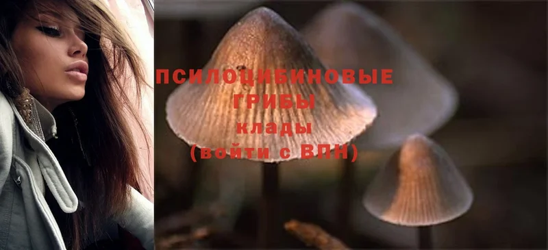 Галлюциногенные грибы Psilocybine cubensis  Апшеронск 